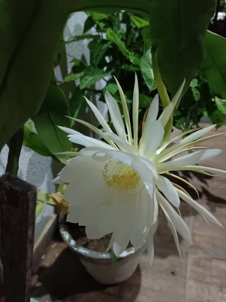 रजनी शर्मा है ब्रम्ह कमल की प्रिय दर्जनों लोगों को बाट चुकी हैं ब्रम्ह कमल की पौधे एवम पुष्प जाने ब्रम्ह कमल के बारे में,,, Console Corptech