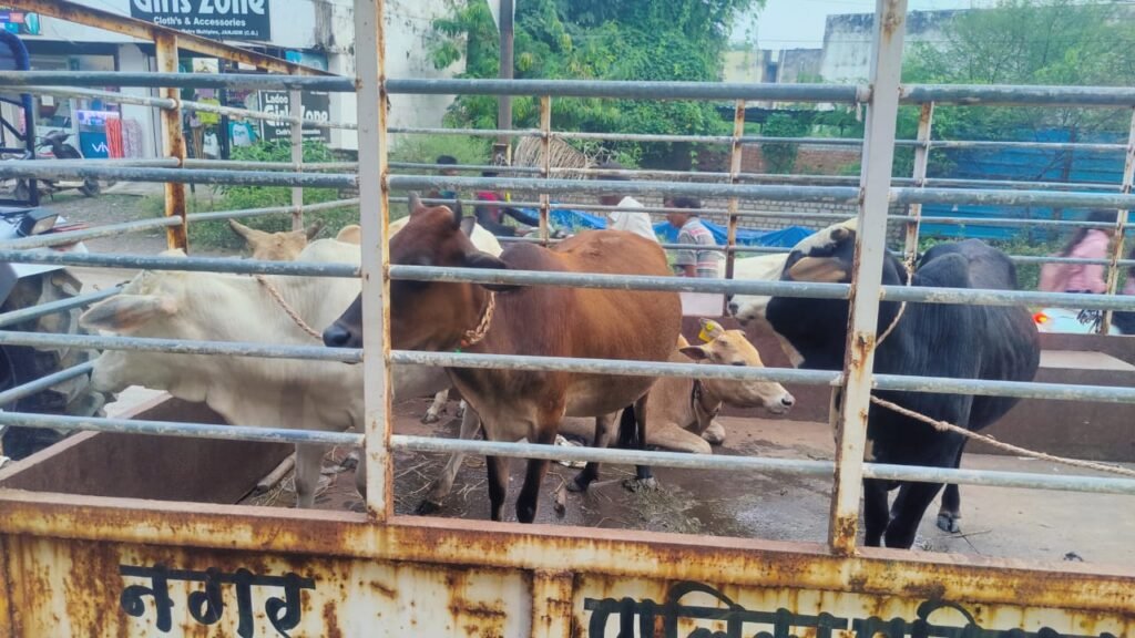 घुमंतू पशुओं के गले में रेडियम पट्टा लगाने व लापरवाह पशुपालकों पर दंडात्मक कार्यवाही के दिए निर्देश कलेक्टर के निर्देशन में जिले में घुमन्तू मवेशियों के नियंत्रण हेतु चलाया जा रहा सघन अभियान,,, Console Corptech