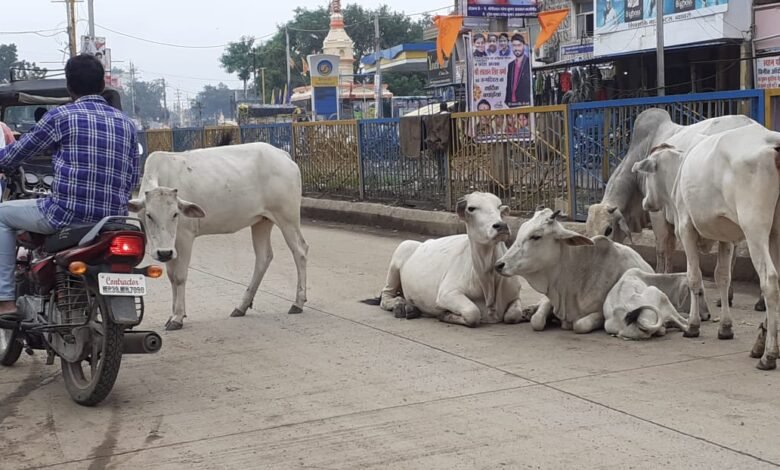 शहरी क्षेत्रों की मुख्य सड़कों पर आवारा मवेशियों के विचरण करते पाए जाने पर टोल फ्री नम्बर 1100 पर कर सकते हैं शिकायत ,,मवेशी मालिकों पर पशु अतिचार अधिनियम की तहत होगी कार्यवाही 1000रूपये तक होगा जुर्माना Console Corptech
