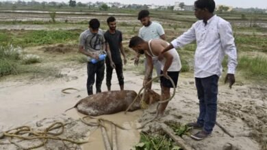 चांपा बना मवेशियों का कब्रगाह ,,जगह जगह अवैध राखड़ डंपिंग से हो रही है बेज़बान मवेशियों की मौत,प्रयास सेवा गौसेवा संस्थान ने किया 10 घंटे का गौ माताओं का रेस्क्यू ऑपरेशन,प्रशासन अगर कार्यवाही नहीं करती है तो संस्था करेगी जन सहयोग से आंदोलन Console Corptech