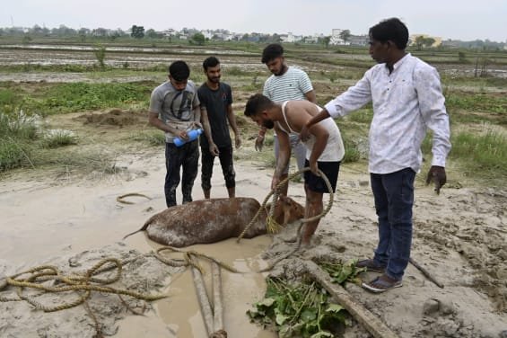चांपा बना मवेशियों का कब्रगाह ,,जगह जगह अवैध राखड़ डंपिंग से हो रही है बेज़बान मवेशियों की मौत,प्रयास सेवा गौसेवा संस्थान ने किया 10 घंटे का गौ माताओं का रेस्क्यू ऑपरेशन,प्रशासन अगर कार्यवाही नहीं करती है तो संस्था करेगी जन सहयोग से आंदोलन Console Corptech